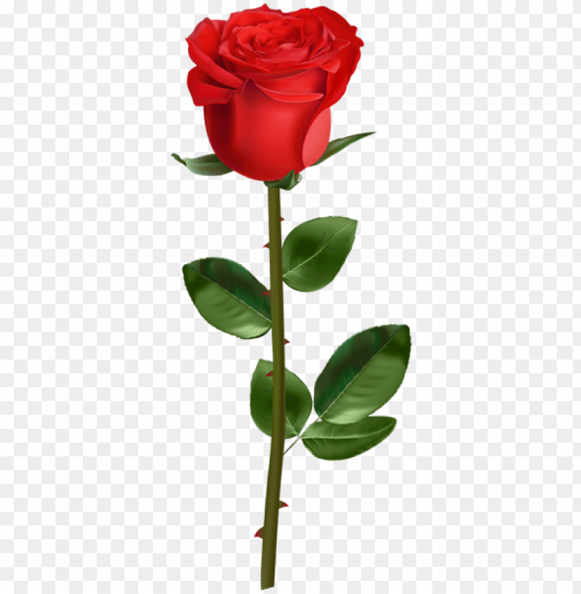 rose with stem red
