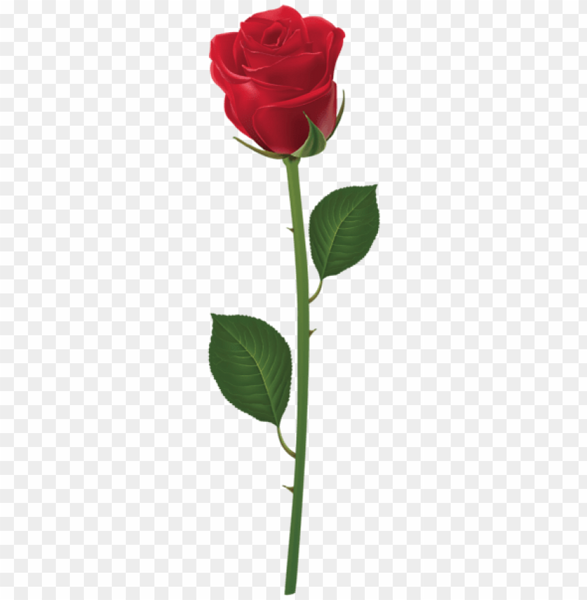 rose with stem red png