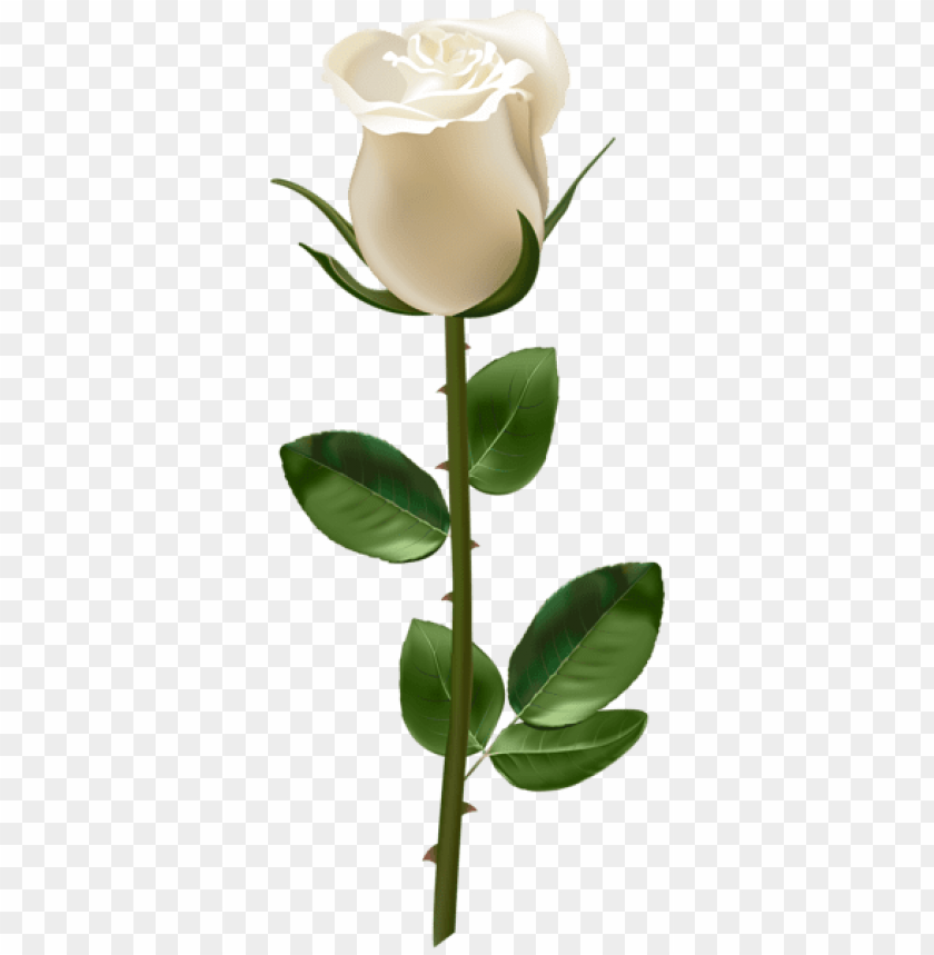rose with stem white