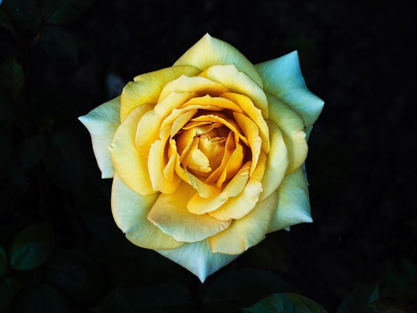 rose, yellow, petals, closeup