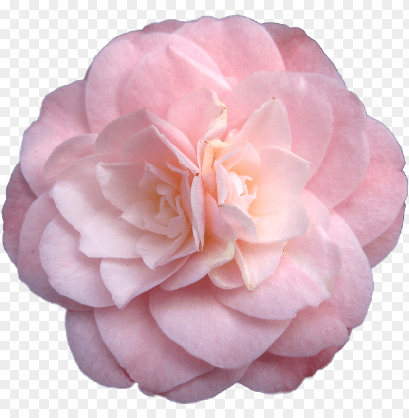 Rosegold Aesthetic Rose Freetoedit Transparent Flowers Png Image