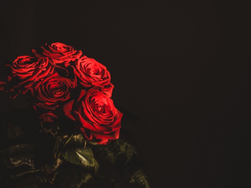 roses, bouquet, flowers, dark, red