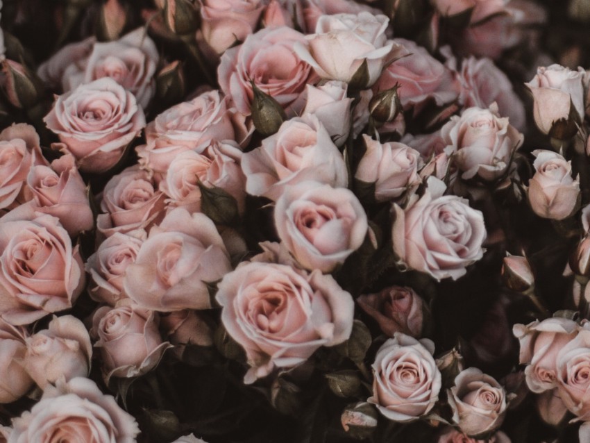 Light Pink Aesthetic Pictures Flowers.