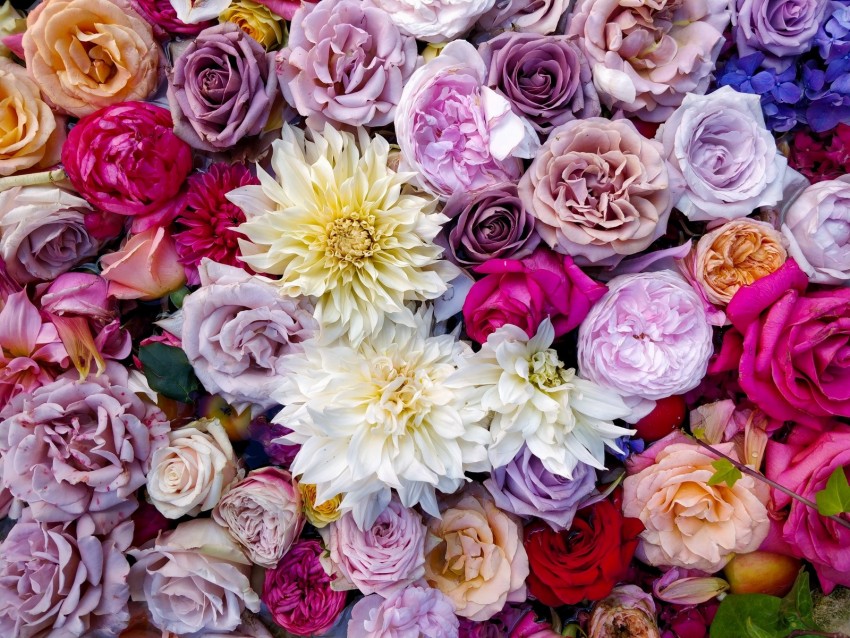 roses, dahlias, bouquet, composition, multicolored