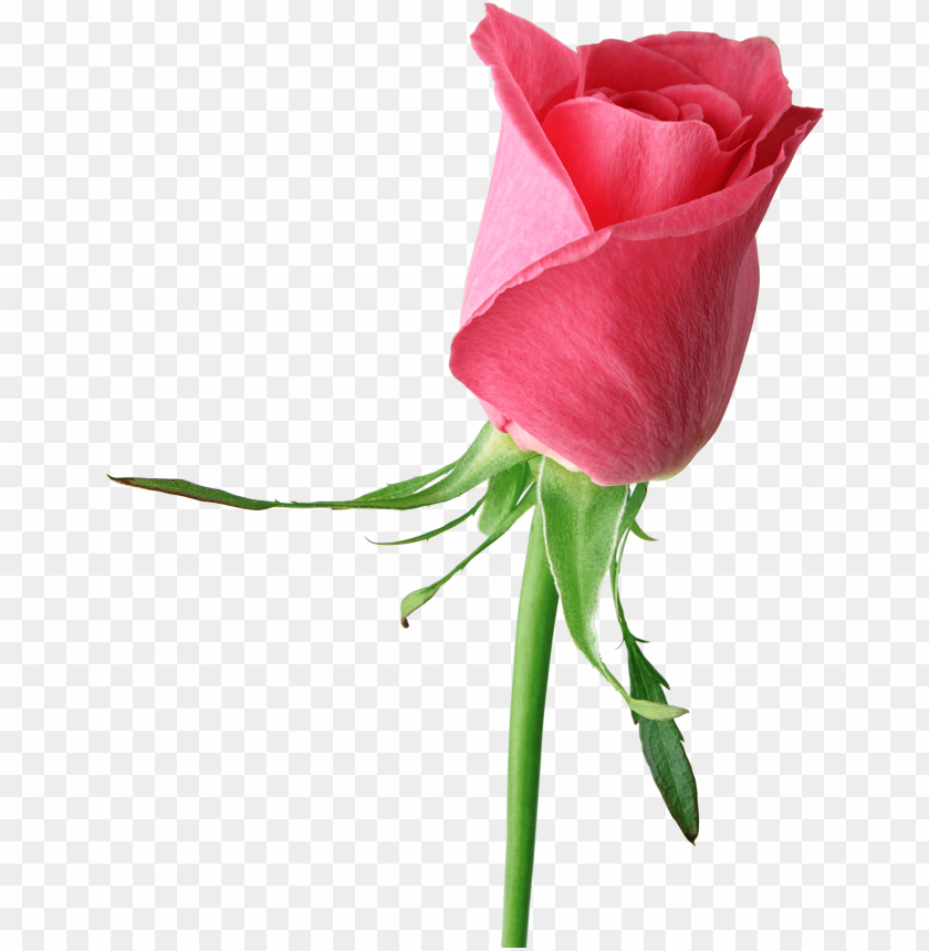 bouquet of roses, single flower, pink flower, sakura flower, flower plants, cherry blossom flower