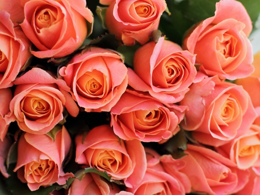 roses, flowers, bouquet, pink, coral, present, romantic