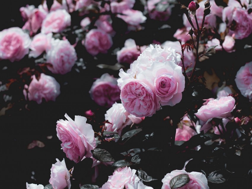 roses, flowers, pink, bush, plant
