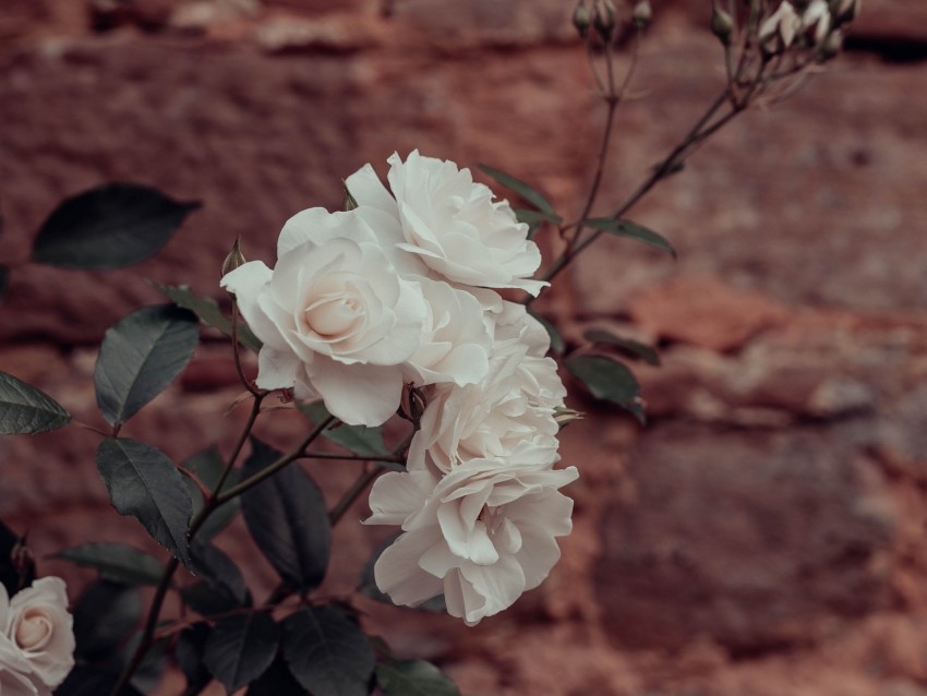 roses, flowers, white, plant, wall