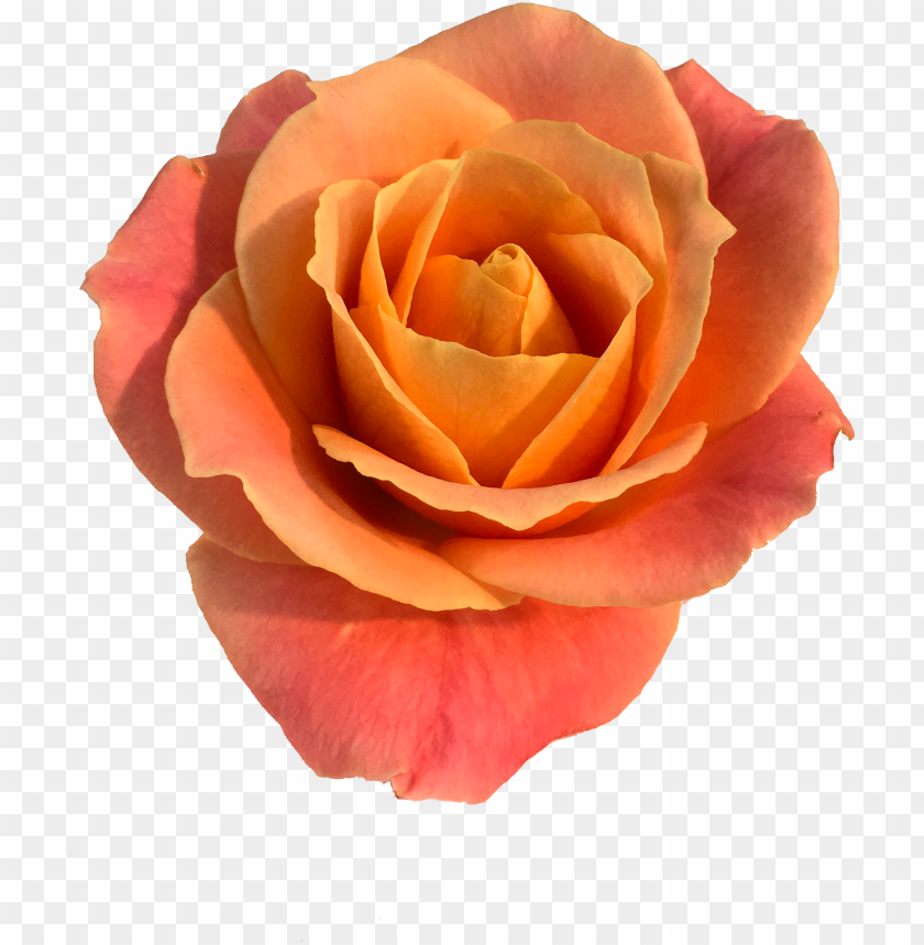 Roses In The Void By Will Gee - Rose PNG Transparent With Clear Background ID 441491