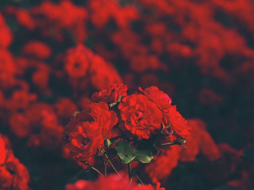 roses, red, bouquet, blur