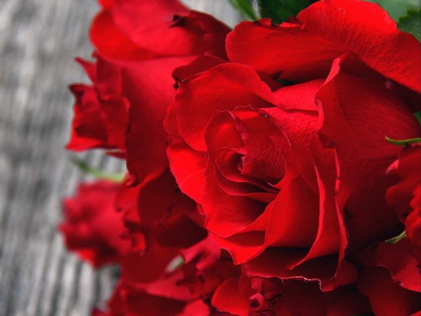 roses, red, bouquet, buds, petals, closeup