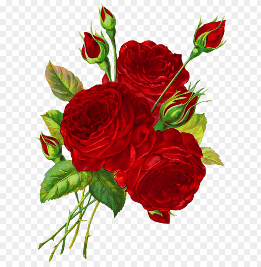 Red rose flower Rose Drawing rose flower magenta png  PNGEgg