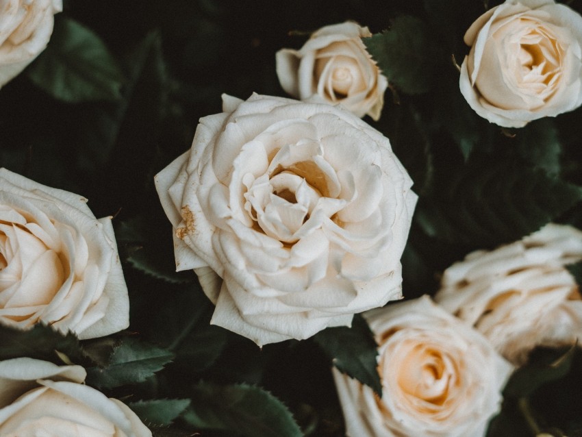 roses, white, flowers, bloom, plant