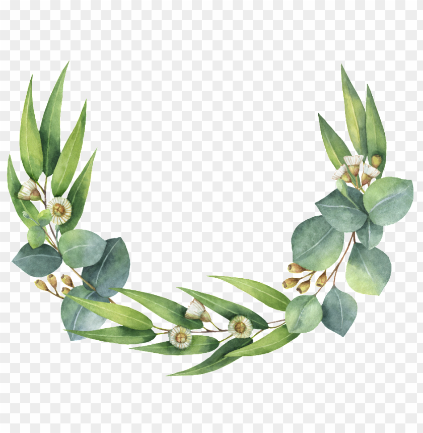 Roseta De Hojas Verdes Eucalyptus Wreath Clip Art Png Image With