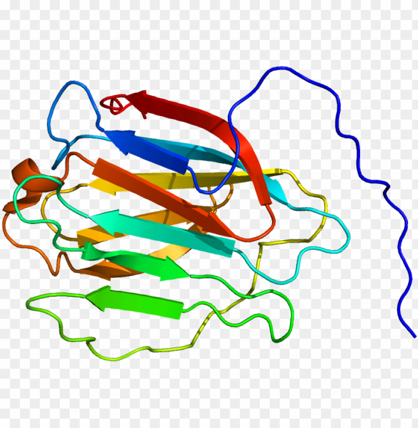Rotein Lgals8 Pdb 2yro - Protei PNG Transparent With Clear Background ID 441072