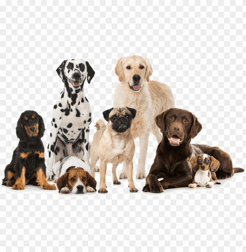 people, dog, illustration, pet, team, animal, background