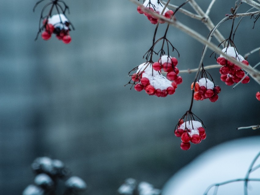 rowan, berries, frosty, blur, branch