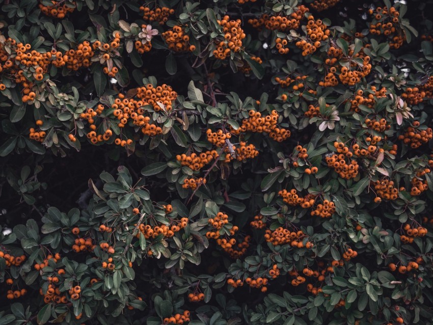 rowan, berries, grones, branches, leaves