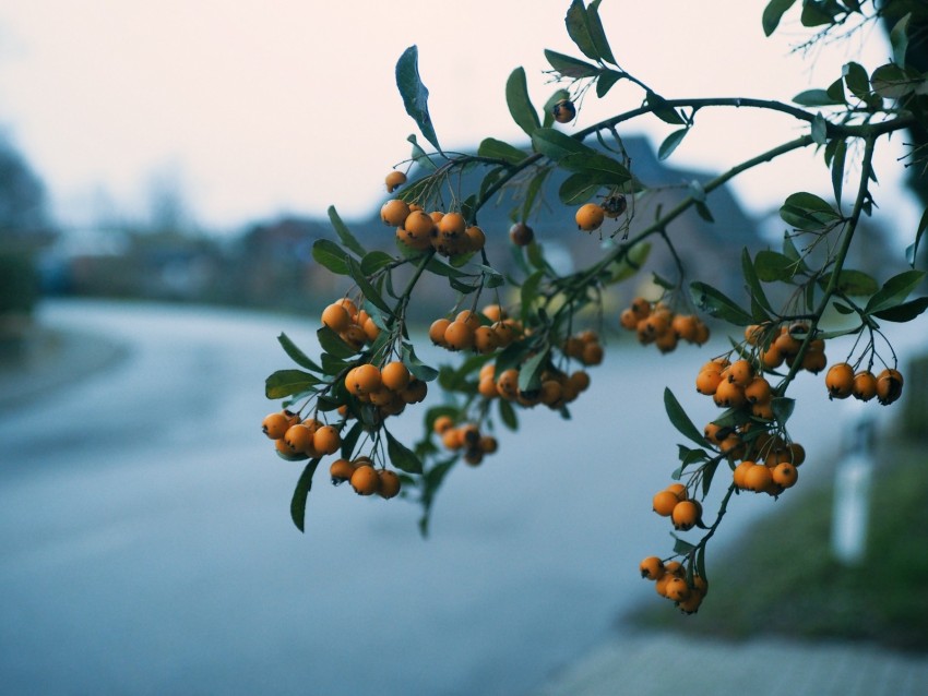 rowan, branch, berries, blur