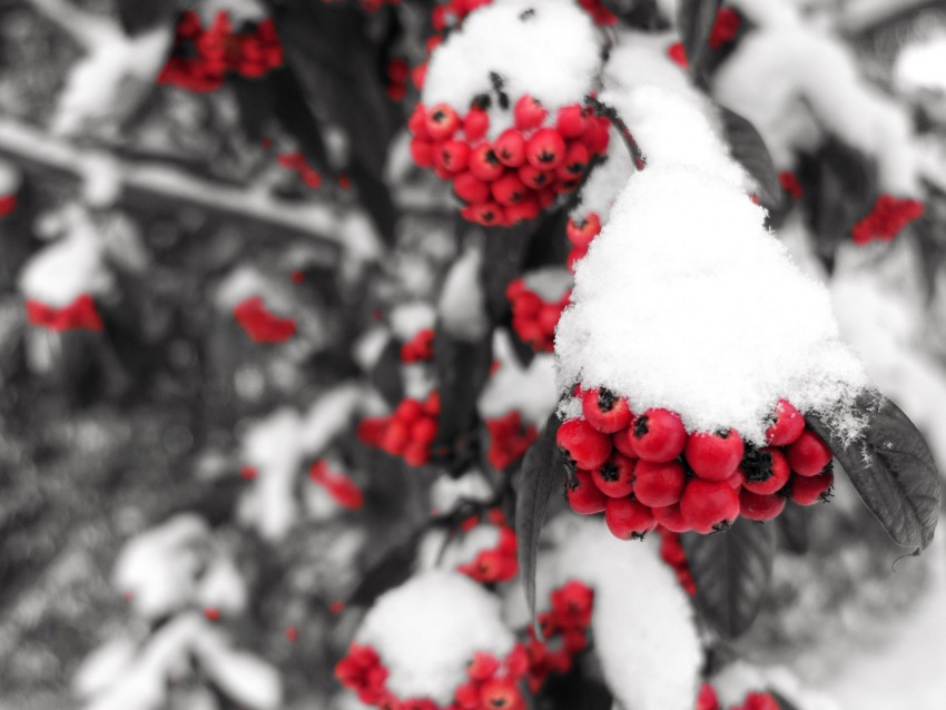 rowan, snow, berries, branch, winter