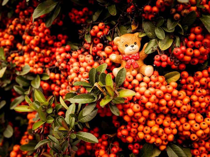 rowan, toy, bear, bunch, branches, berries