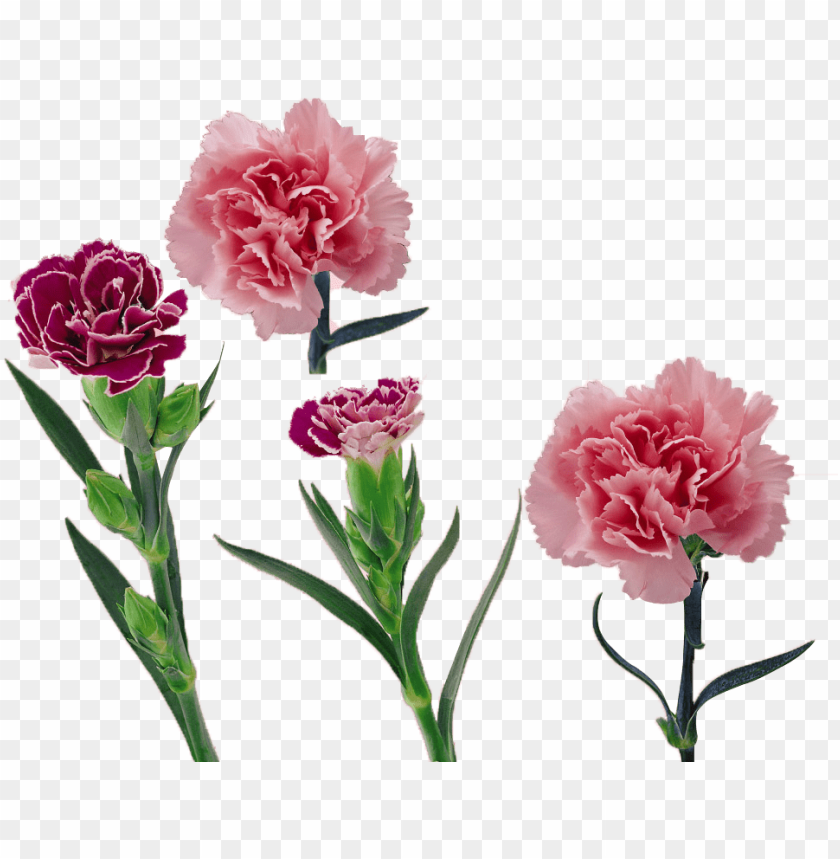 royalty free library carnation vector flower - 康乃馨, mother day
