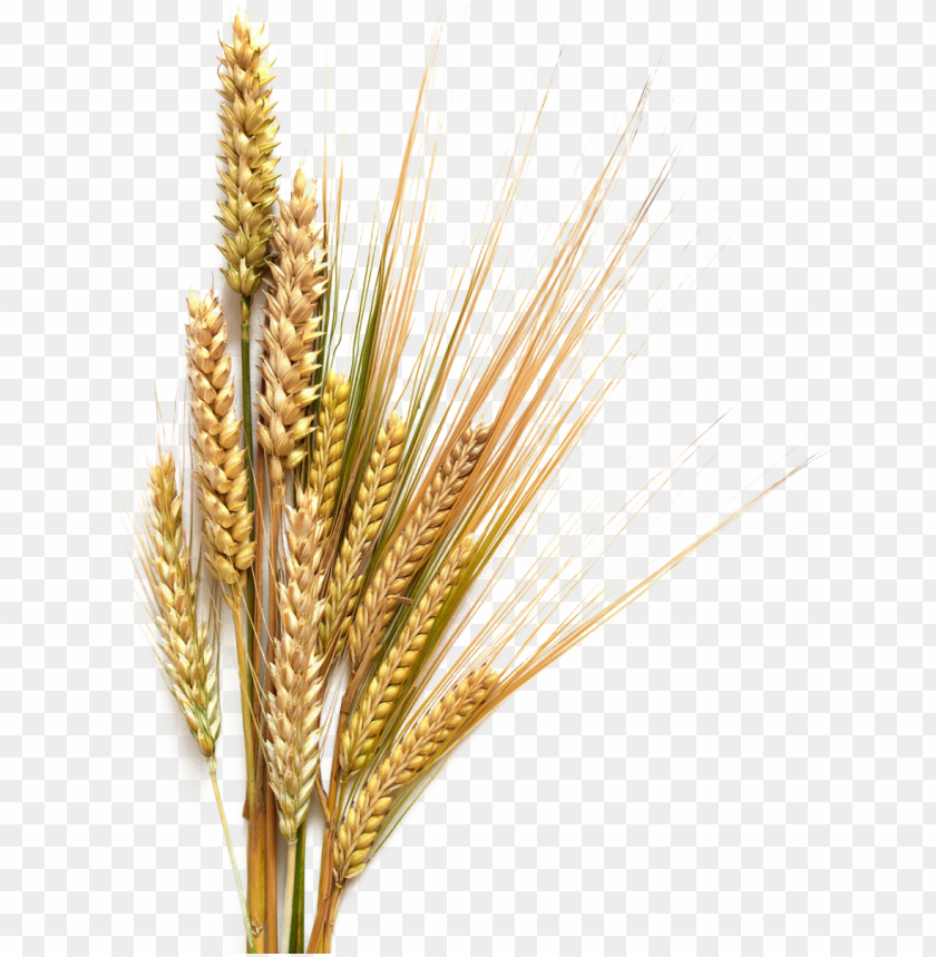 royalty free sheaf of wheat clip art vector images transparent background grains PNG transparent with Clear Background ID 179501