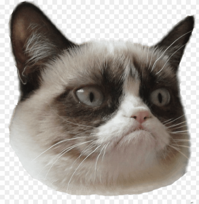 rumpy cat head right - grumpy cat with hat PNG image with transparent background@toppng.com