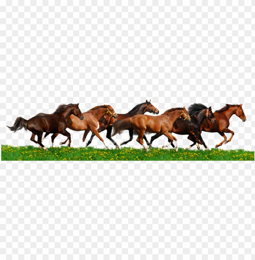 run, graphic, horse, retro clipart, illustration, clipart kids, stallion
