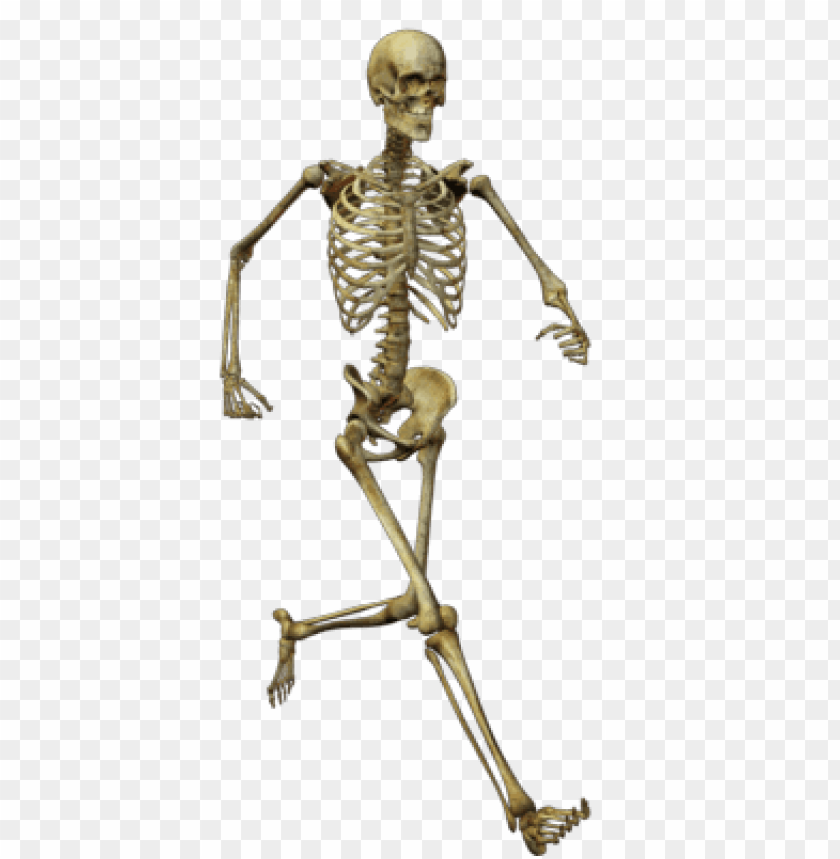 people, skulls and skeletons, running skeleton, 