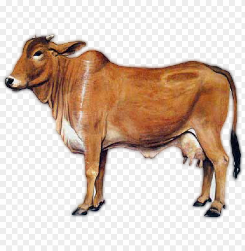 free PNG sahiwal cow png image - a2 milk cow PNG image with transparent background PNG images transparent