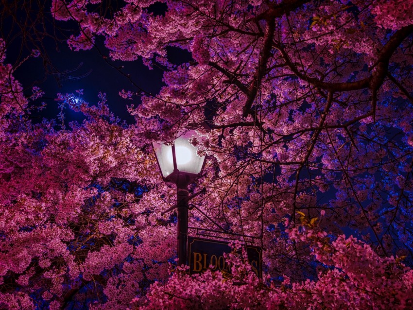 sakura, blossoms, lantern, night, spring