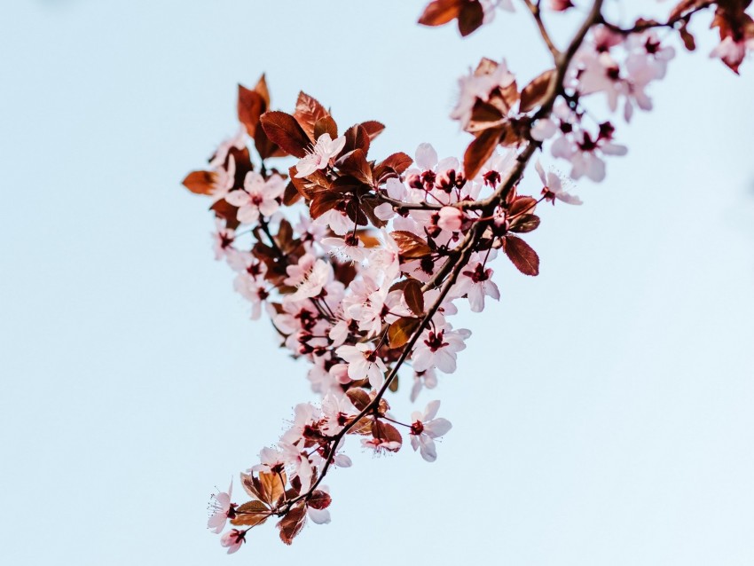 sakura, branch, flowers, bloom, plant
