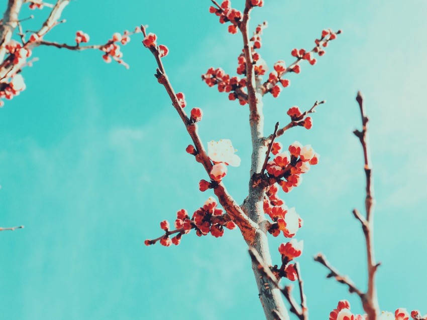 sakura, branches, flowers, bloom, sky