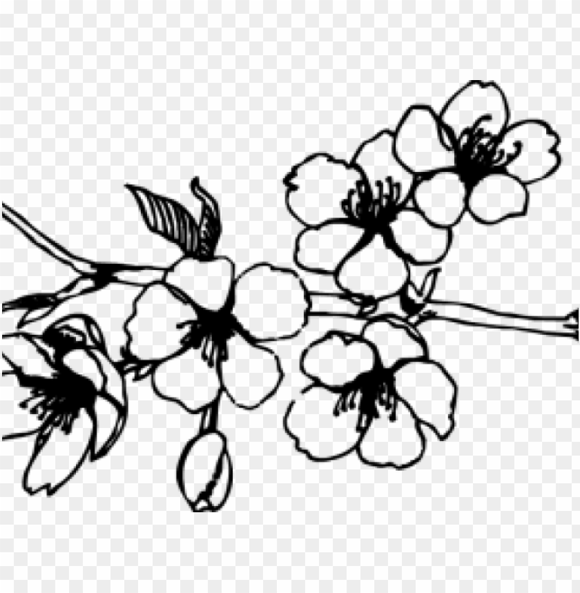 japan, petals, fruit, plants, rose, blossoms, sakura