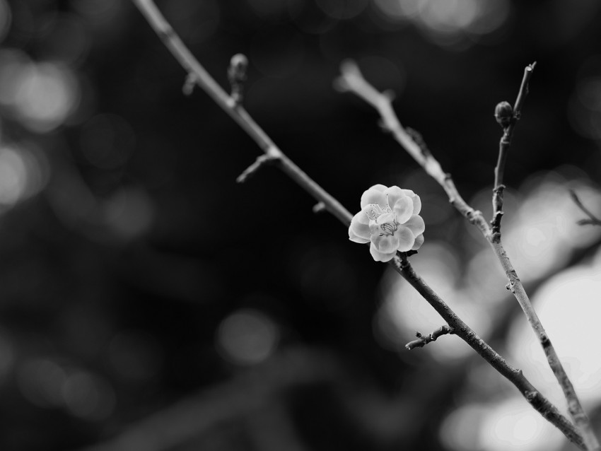 sakura, flower, bw, branch, blur