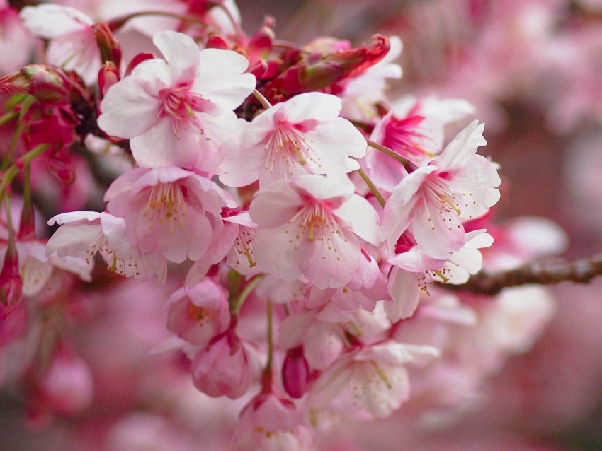 sakura flowering branch flowers blur 4k wallpaper