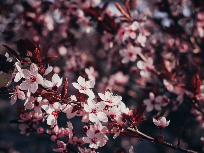 sakura, flowers, branches, bloom, tree, cherry