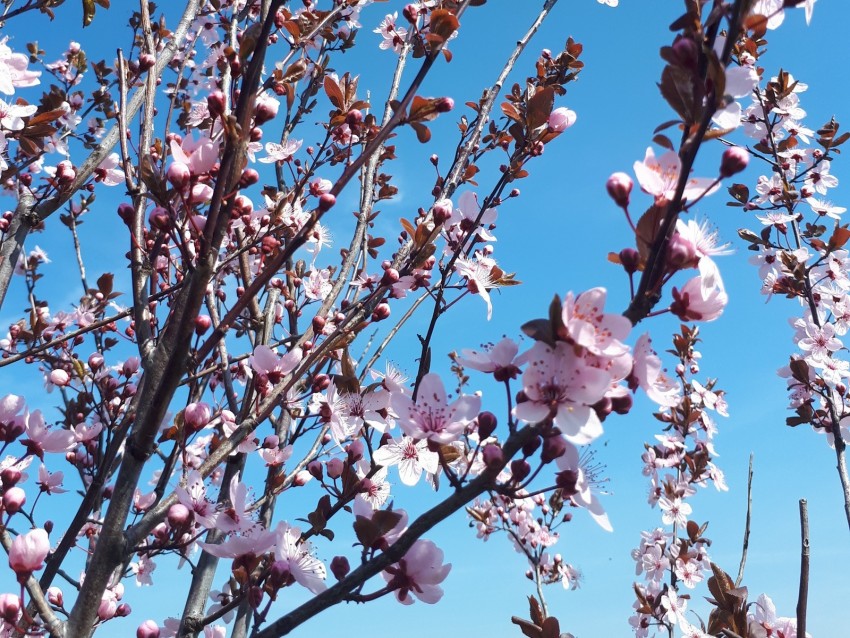 sakura, flowers, branches, blooms, pink, delicate
