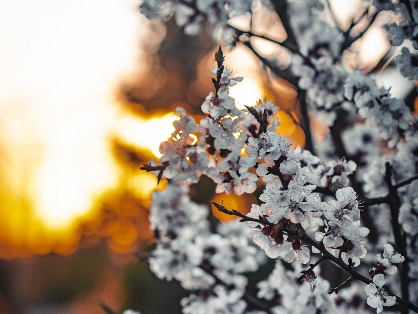 sakura, flowers, branches, blooms, spring