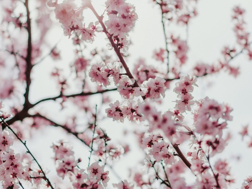 sakura, flowers, branches, flowering, spring
