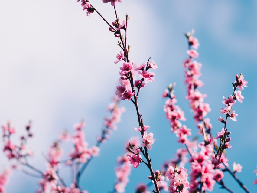 sakura, flowers, branches, sky, clouds, spring