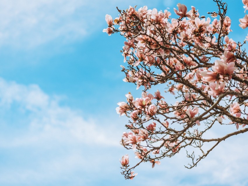 sakura, flowers, branches, tree, bloom
