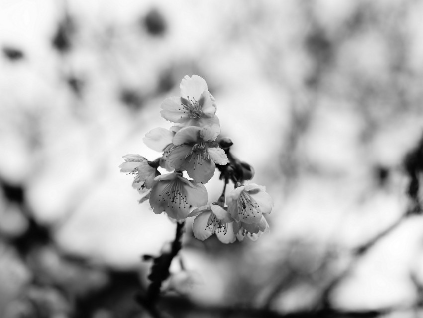 sakura, flowers, bw, branch, macro