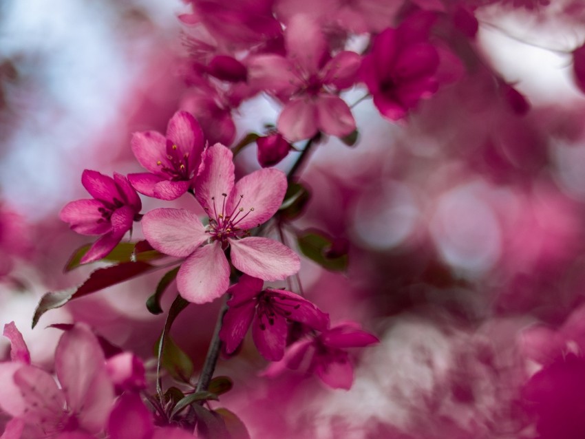 sakura, flowers, pink, bloom, branch
