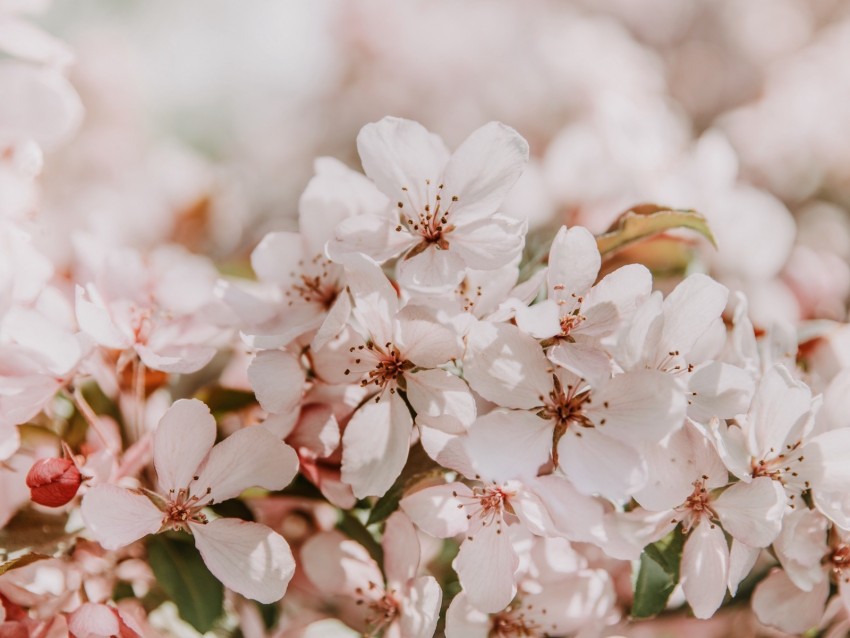 sakura, flowers, spring, blooms, light pink, delicate