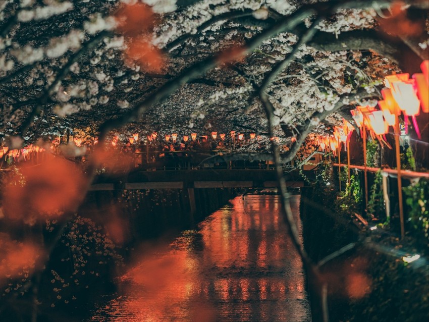 sakura, park, embankment, lights, bridge, river