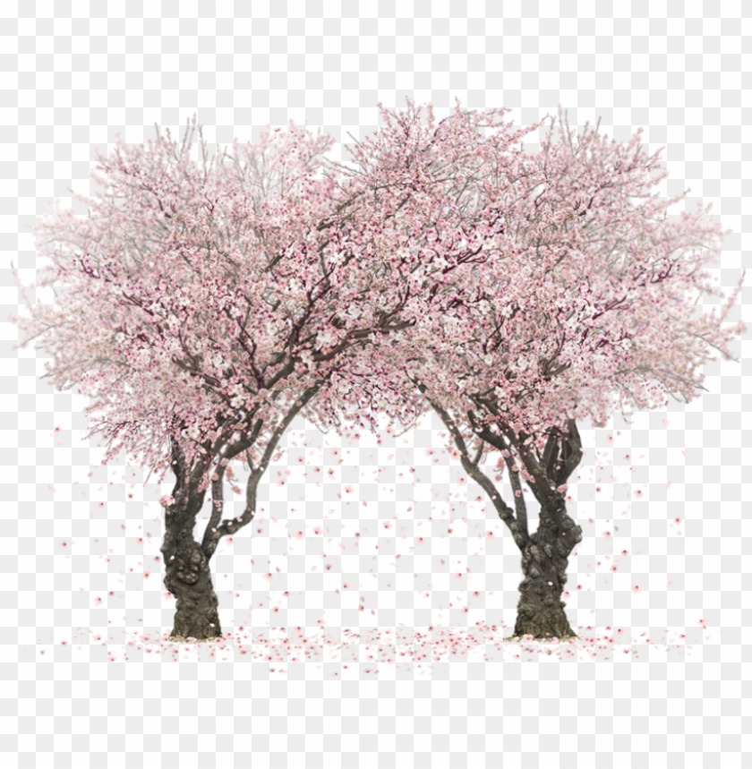 Sakura Trees By Rosemoji On Deviantart Svg Transparent - Transparent Sakura Tree Wallapper PNG Transparent With Clear Background ID 167203