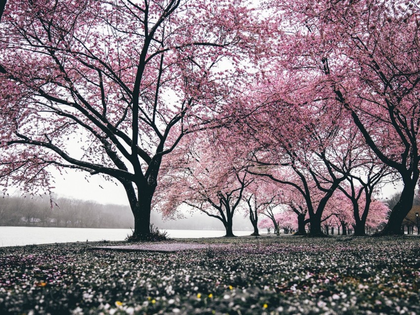 sakura, trees, flowering, flowers, blooming