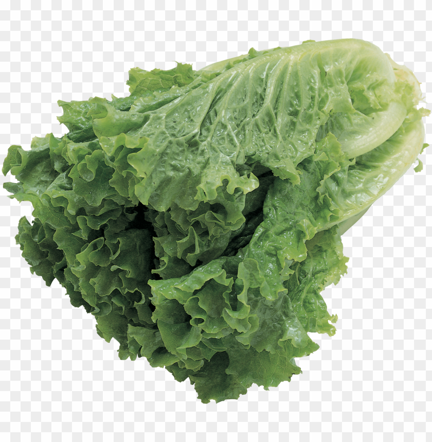 
salad
, 
leafy vegetables
, 
lettuce varieties
, 
spinach
, 
rocket
, 
tossed salad
